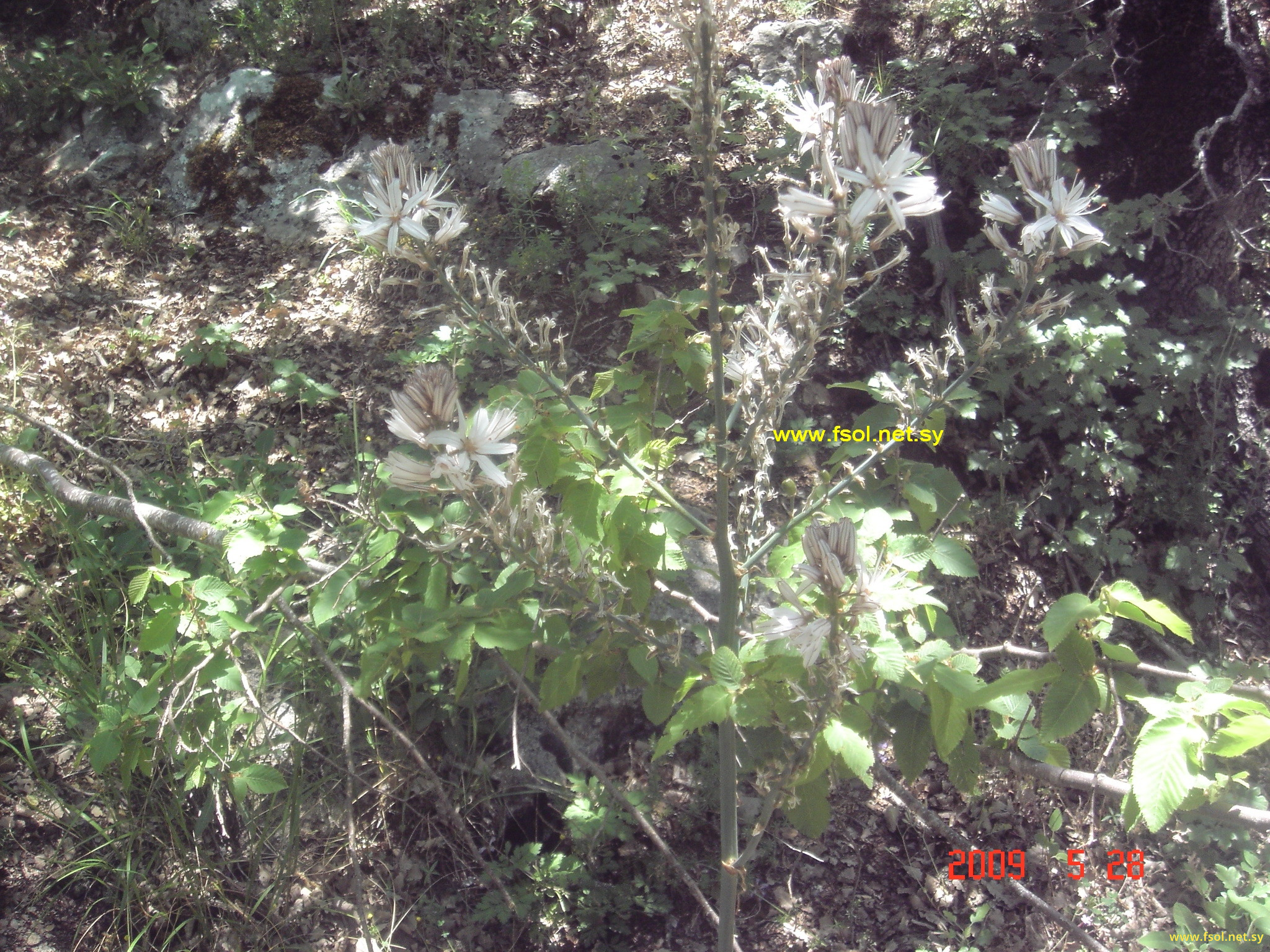 Asphodelus microcarpus salzmann et Viv.